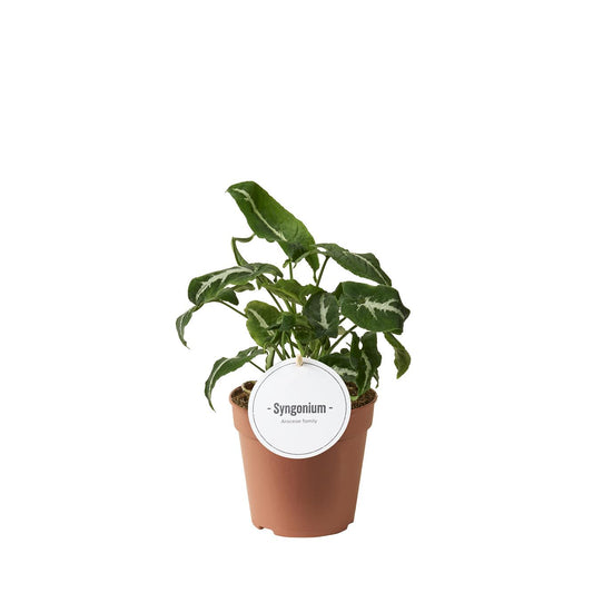 Syngonium Wendlandii - Ø12cm - ↕25cm - Plantabulous