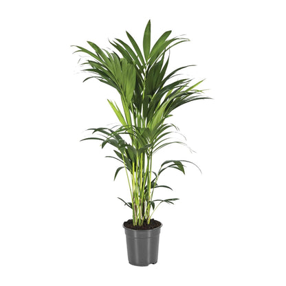 Howea Forsteriana - Ø21cm - ↕100cm - Plantabulous