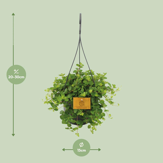 Peperomia Rotundifolia - Ø15cm - ↕25cm - Plantabulous