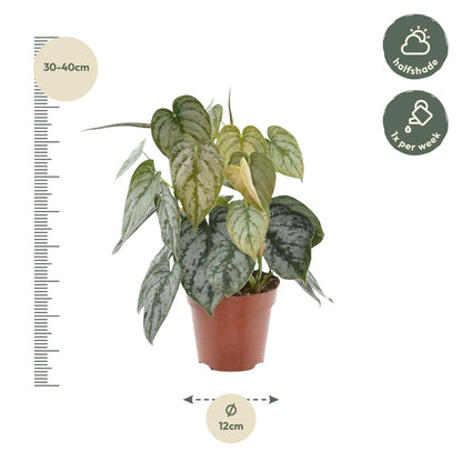 Philodendron – Philodendron brandtianum – 35 cm – Ø12 cm - Plantabulous