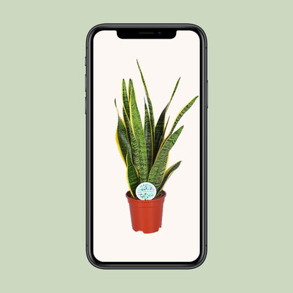 Sansevieria Trifasciata Laurentii - Ø17cm - ↕60cm - Plantabulous