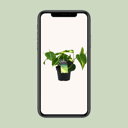 Philondendron Brasil Scandens - Ø12cm - ↕20cm - Plantabulous