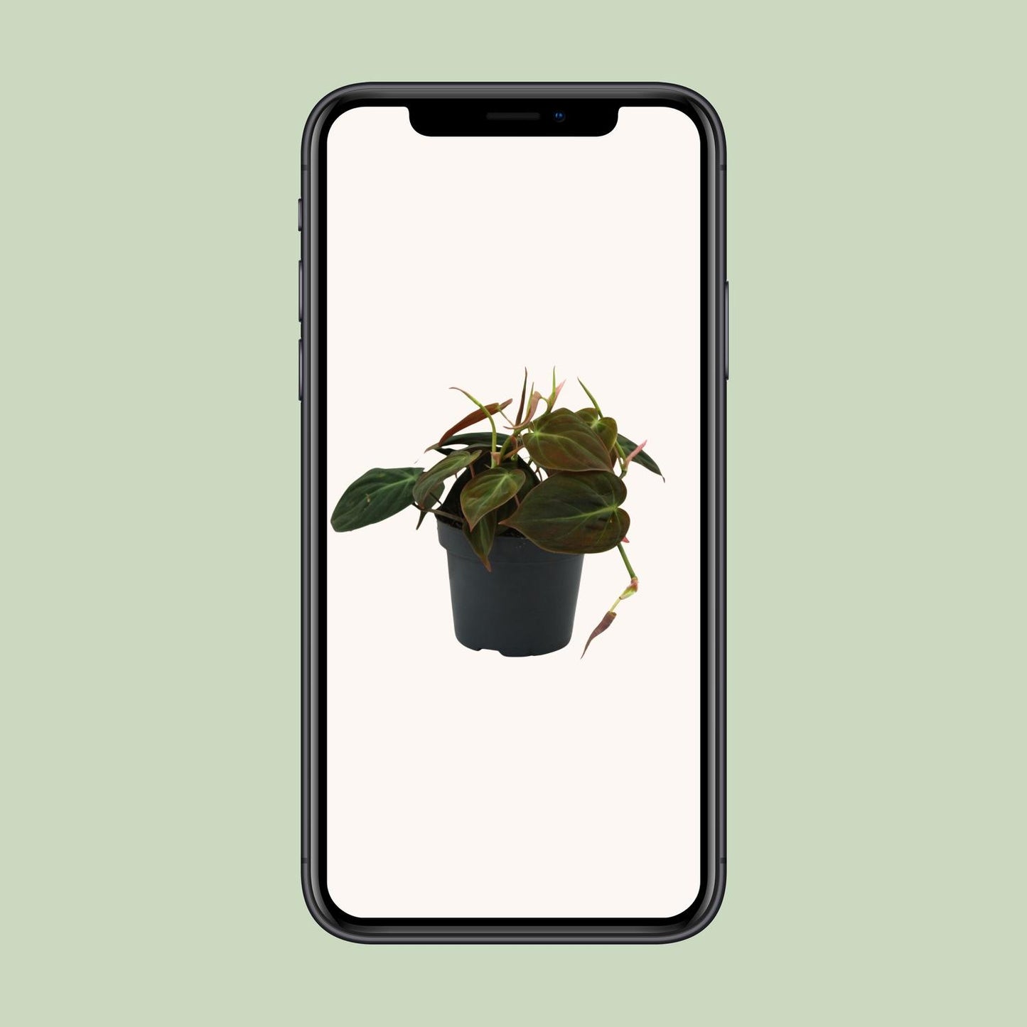 Philodendron Micans - Ø12cm - ↕15cm - Plantabulous