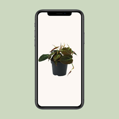 Philodendron Micans - Ø12cm - ↕15cm - Plantabulous