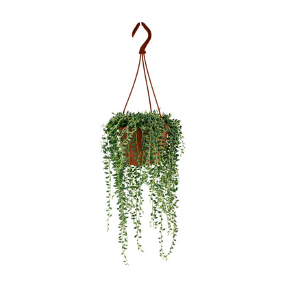 Senecio Herreianus - Ø12cm - ↕20cm - Plantabulous