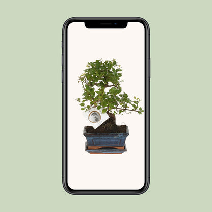Bonsai – Sageretia theezans (S-Form) – 15 cm – Ø15 cm - Plantabulous