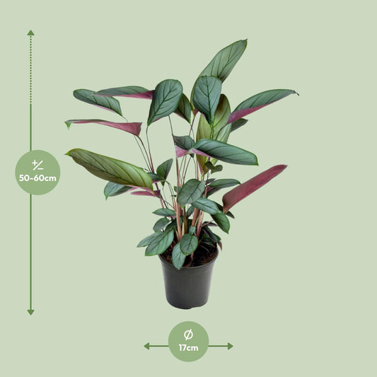 Ctenanthe Setosa - Ø17cm - ↕60cm - Plantabulous
