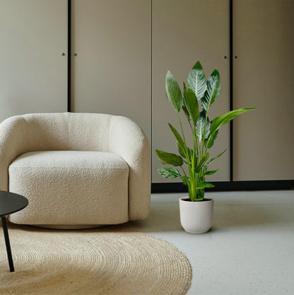 Paradiesvogelblume – Strelitzia reginae – 100 cm – Ø19 cm - Plantabulous