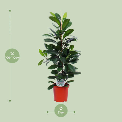 Ficus Cyathistipula - Ø21cm - ↕105cm - Plantabulous