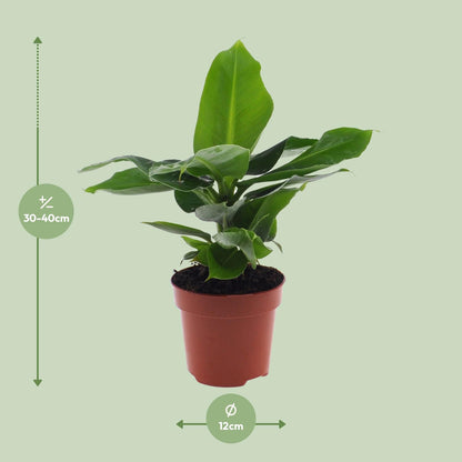 Bananenpflanze – Musa 'Oriental Dwarf' – 25 cm – Ø12 cm - Plantabulous
