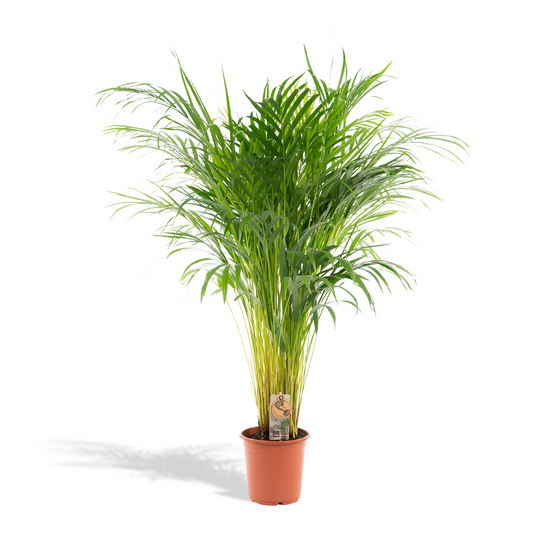Areca Palme - Dypsis Lutescens - 110cm - Ø21cm - Plantabulous