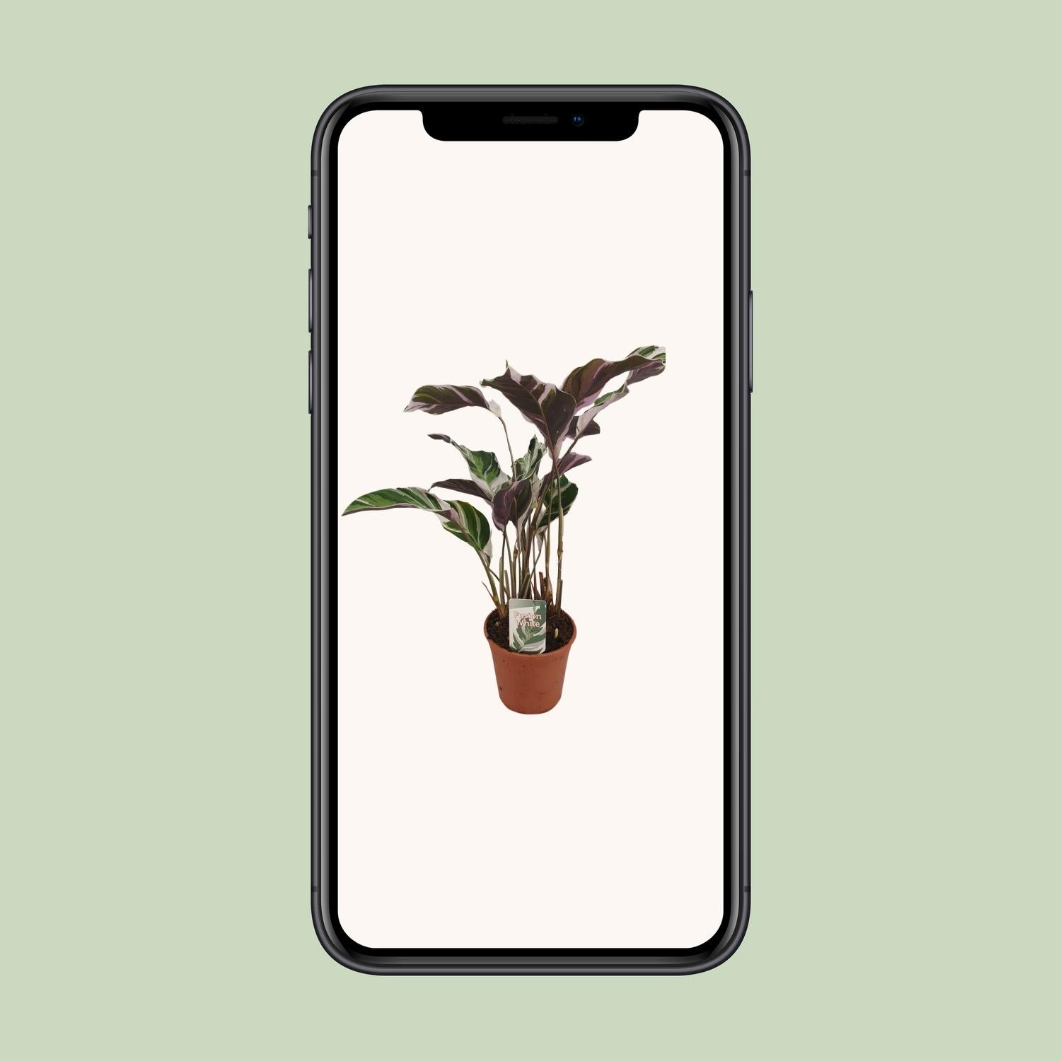 Calathea Fusion White Basic - Ø14cm - ↕40cm - Plantabulous