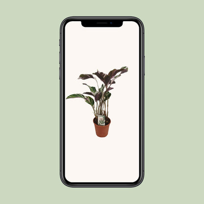 Calathea Fusion White Basic - Ø14cm - ↕40cm - Plantabulous