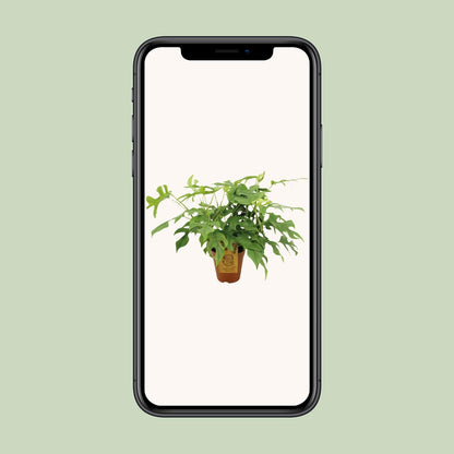 Fensterblatt - Monstera minima - Rhaphidophora tetrasperma – 25 cm – Ø15 cm - Plantabulous
