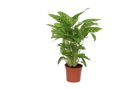 Korbmarante – Calathea leopardina – 35 cm – Ø12 cm - Plantabulous