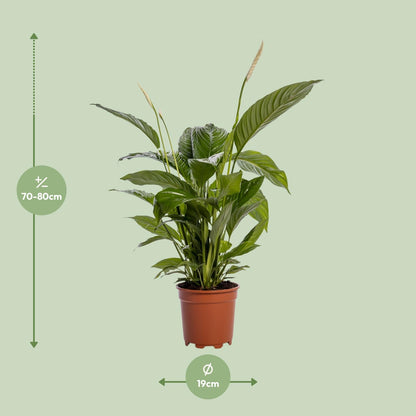 Einblatt – Spathiphyllum 'Bingo Cupido' – ↑80 cm – Ø19 cm