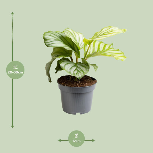 Calathea Orbifolia - Ø12cm - ↕25cm - Plantabulous
