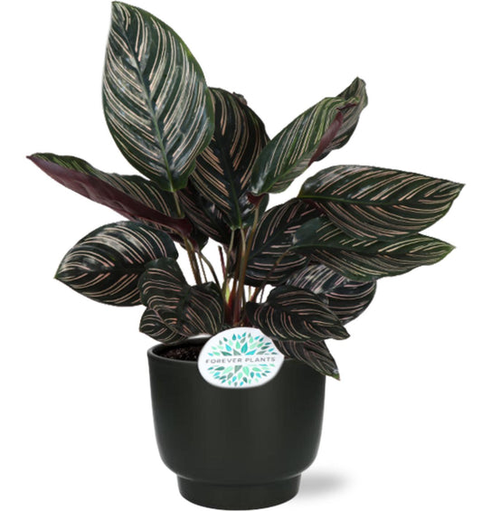 Calathea Ornata - Ø14cm - ↕50cm + Potenza Pot D15x13cm - Schwarz - Plantabulous