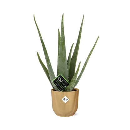 Aloe Vera 12cm in ELHO Vibes Fold 14cm geel - Plantabulous