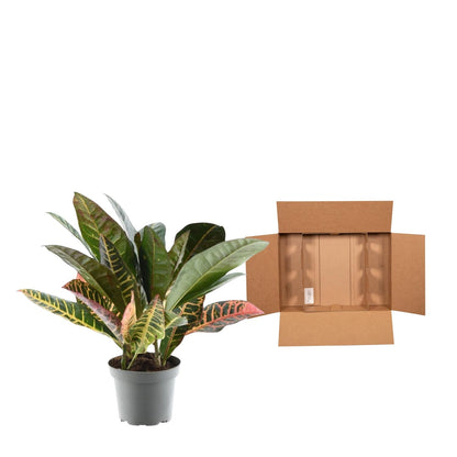 Kroton – Codiaeum variegatum 'Petra' – 30 cm – Ø12 cm - Plantabulous