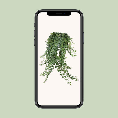 Hedera Helix Pitsburg - Hang/XXL - Ø24cm - ↕cm - Plantabulous