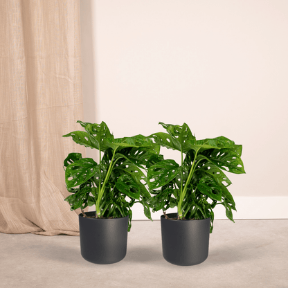 Pflanzen Set – 2 Pflanzen – Lochpflanze – Monstera 'Monkey Leaf' – ↑30 cm – Ø12 cm
