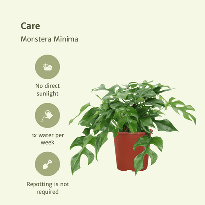 Pflanzen Set – 2 Pflanzen – Lochpflanze – Monstera 'Minima' – ↑30 cm – Ø15 cm