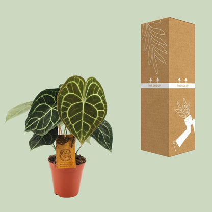 Anthurium Clarinervium - Ø15cm - ↕25cm - Plantabulous