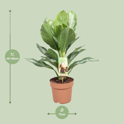 Chinesisches Immergrün – Aglaonema 'Silver Bay' – 55 cm – Ø17 cm - Plantabulous