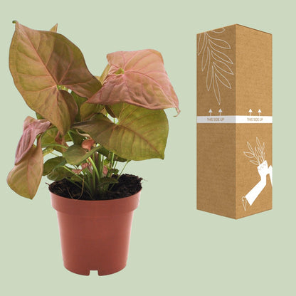 Purpurtute – Syngonium 'Neon' – ↑25 cm – Ø12 cm