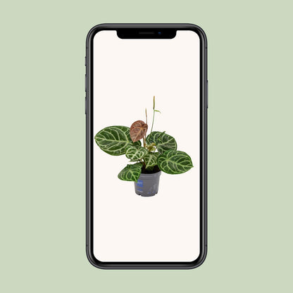 Flamingoblume – Anthurium 'Crystal Hybride Compact' – ↑40 cm – Ø17 cm