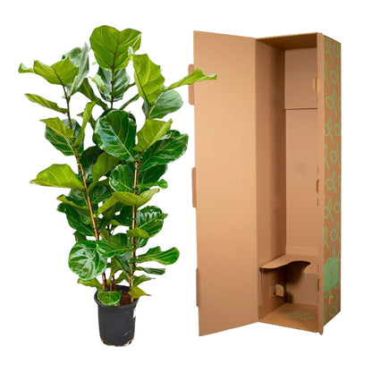 Geigenfeige – Ficus lyrata – 160 cm – Ø30 cm - Plantabulous