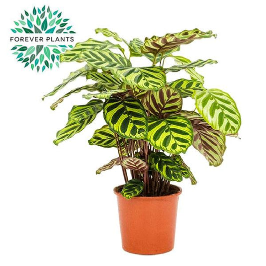 Calathea Makoyana - Ø17cm - ↕55cm - Plantabulous