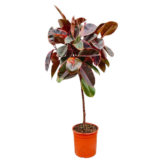 Gummibaum – Ficus elastica 'Belize'  – 130 cm – Ø24 cm - Plantabulous