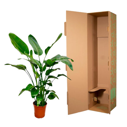Baumstrelitzie – Strelitzia nicolai – 150 cm – Ø24 cm - Plantabulous