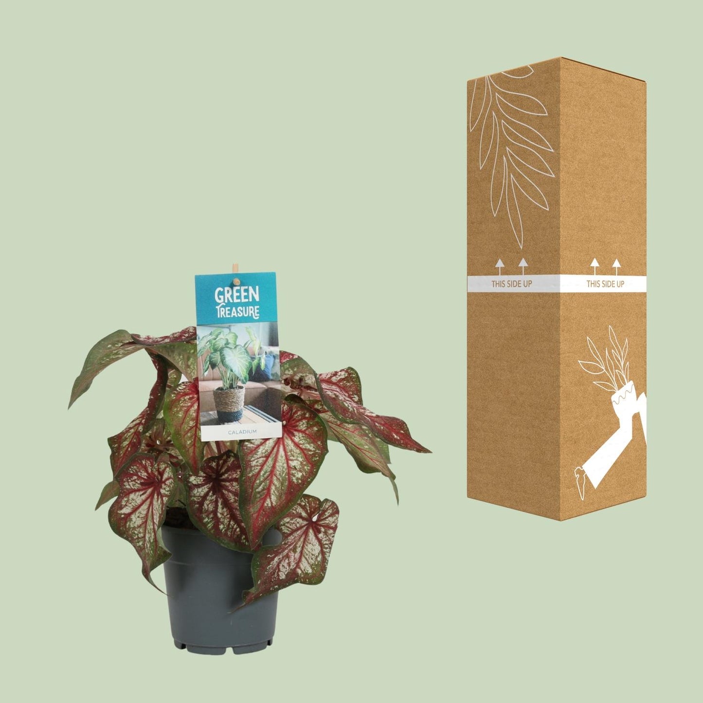 Caladium Bicolor - Ø12cm - ↑25cm