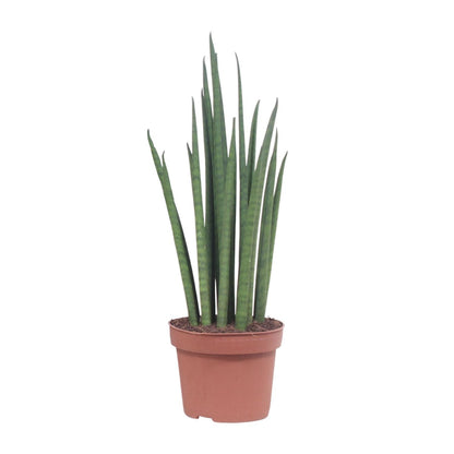 Bogenhanf – Sansevieria 'Mikado' – ↑40 cm – Ø12 cm