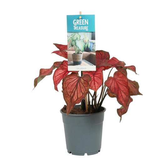 Caladium Rood - Ø12cm - ↑25cm