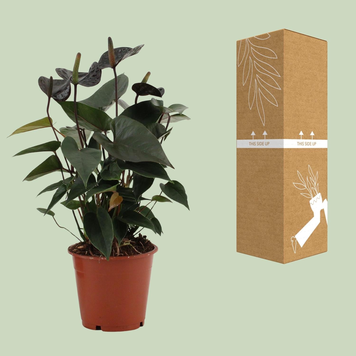 Anthurium Black Love In Transparant Sleeve - Ø12cm - ↕36cm - Plantabulous