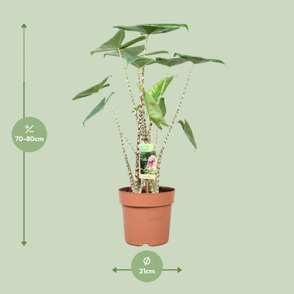 Pfeilblatt – Alocasia 'Zebrina' – ↑80 cm – Ø21 cm