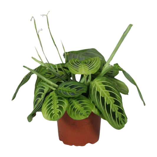 Pfeilwurz – Maranta Leuconeura 'Fascinator Lemon Lime' – ↑30 cm – Ø12 cm