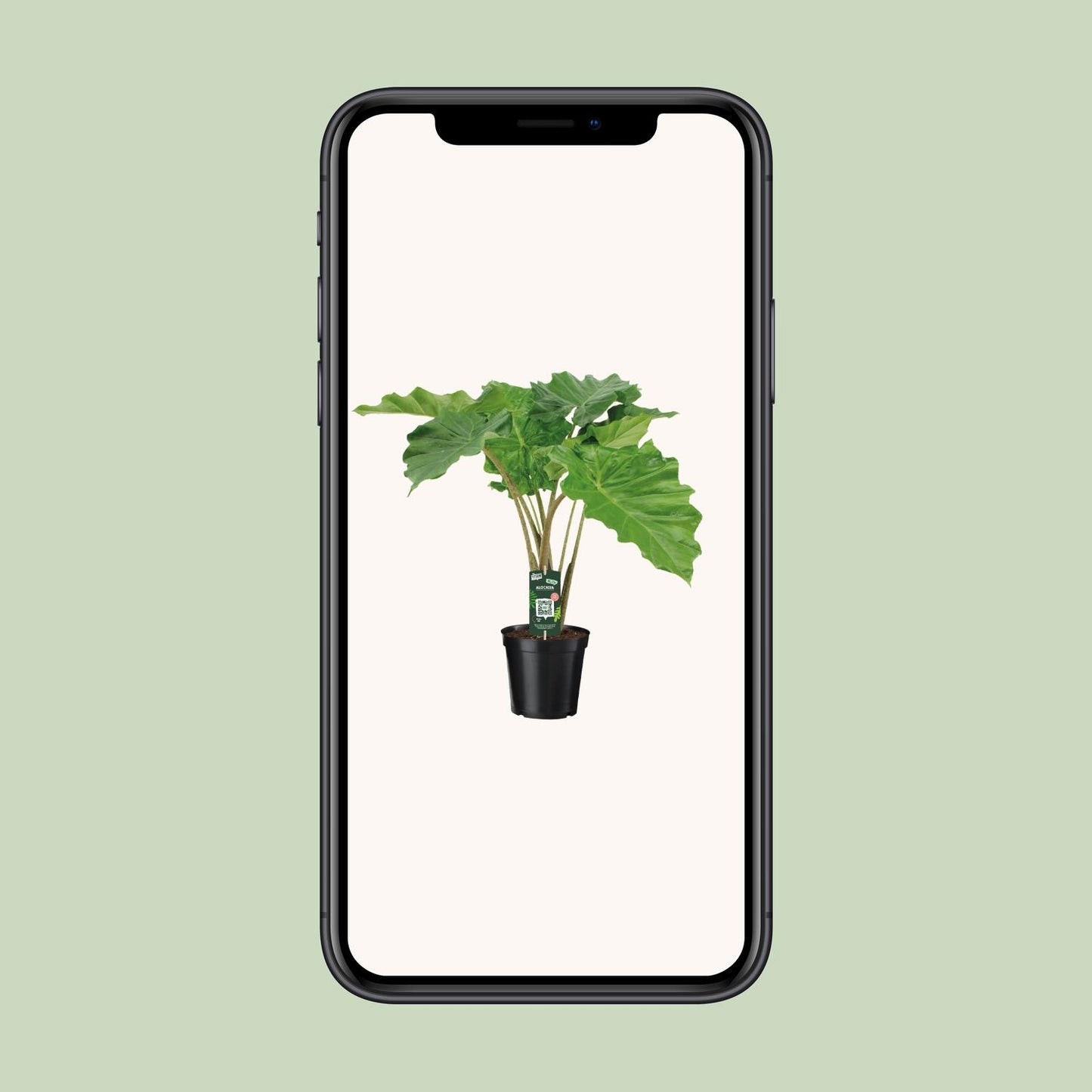 Pfeilblatt – Alocasia Portodora – 80 cm – Ø21 cm - Plantabulous