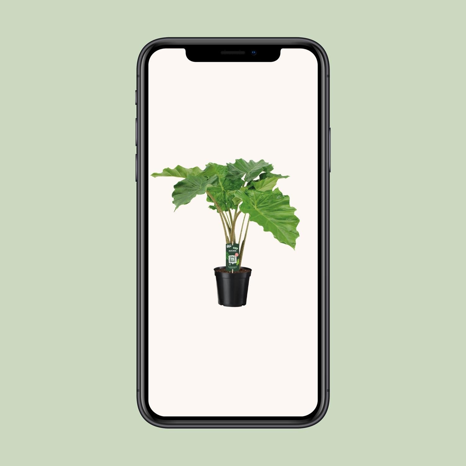Pfeilblatt – Alocasia Portodora – 80 cm – Ø21 cm - Plantabulous