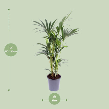 Kentia-Palme – Howea Forsteriana – ↑120 cm – Ø21 cm