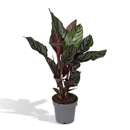 Korbmarante – Calathea ornata – 50 cm – Ø14 cm - Plantabulous