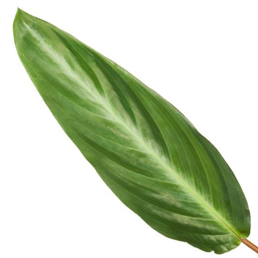 Korbmarante – Calathea 'Stripestar' – 40 cm – Ø12 cm - Plantabulous