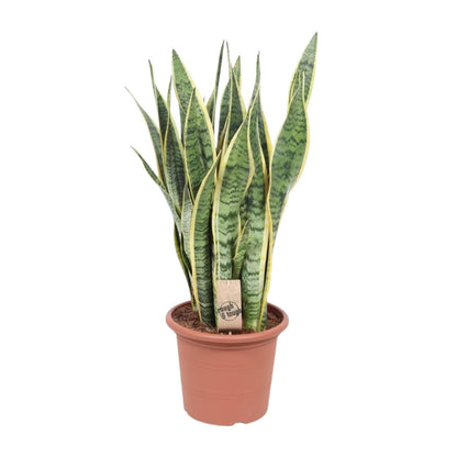 Bogenhanf – Sansevieria Trifasciata Laurentii – ↑85 cm – Ø25 cm
