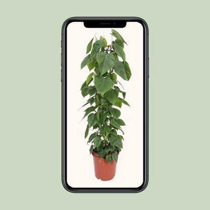 Philodendron – Philodendron Scandens – ↑120 cm – Ø24 cm