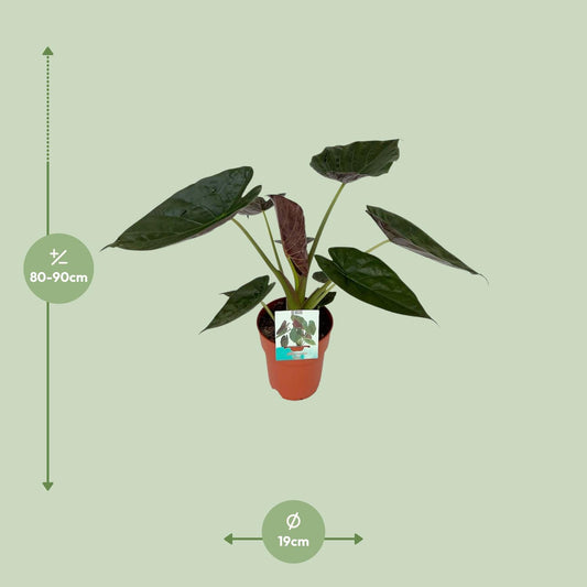Pfeilblatt – Alocasia Wentii – ↑85 cm – Ø19 cm