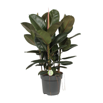 Gummibaum – Ficus Robusta – ↑90 cm – Ø27 cm
